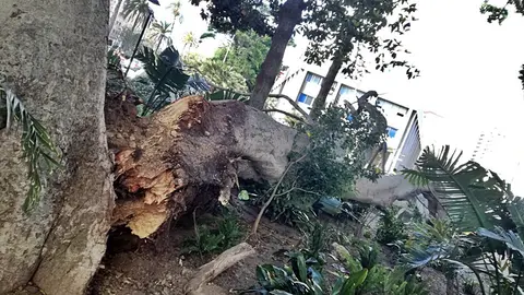 &aacute;rbol ca&iacute;do 2