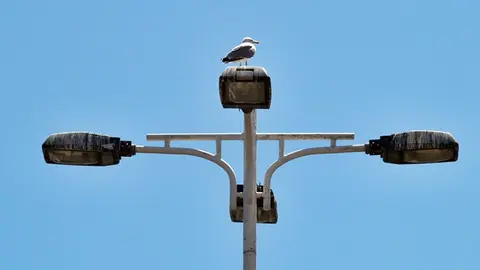 farola gaviota