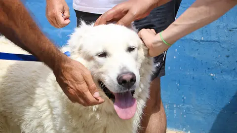 Plena Inclusi&oacute;n reparte cari&ntilde;o en la Protectora de Animales (27 de 38)