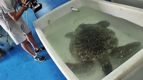 tortuga verde cecam