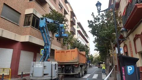 j&aacute;udenes magnolios obra 2