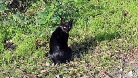 gato