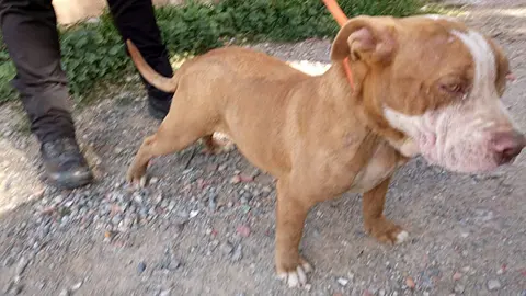 perro portencialmente peligroso
