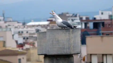 ceuta gaviota apaisada vista