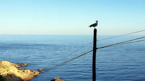 ave p&aacute;jaro