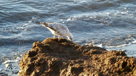 gaviota alga mar 2
