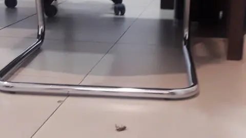 juzgado cucaracha
