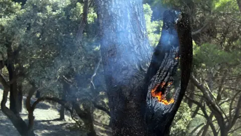 incendio forestal
