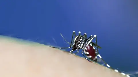 Mosquito tigre