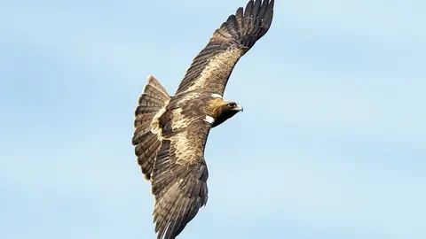 aguila calzada