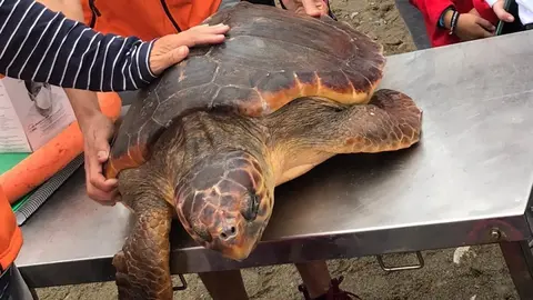 tortuga suelta san amaro oct2019