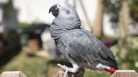 loro keko