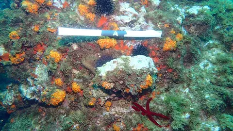 alga asi&aacute;tica