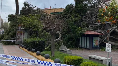 &auml;rbol ca&iacute;do en el parque de Argentina