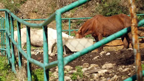 h&iacute;pica caballo