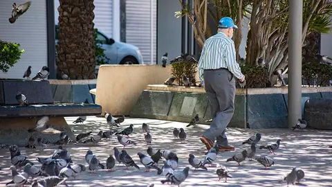 Anciano bast&oacute;n palomas mayor hombre 