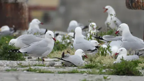 Gaviotas de Audouin