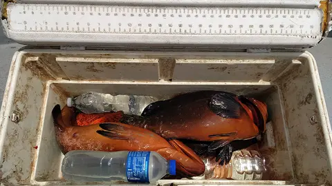 Pescado decomisado