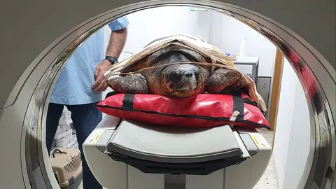 Tortuga en un TAC