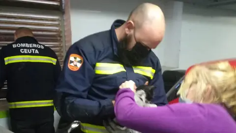 bomberos gato dic2020