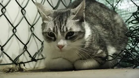 gato luna opinion