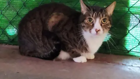 gato pizca opinion 630px