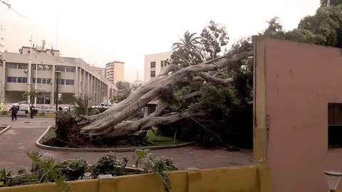 Ca&iacute;da de Ficus en Jardines de Argentina, marzo de 2020
