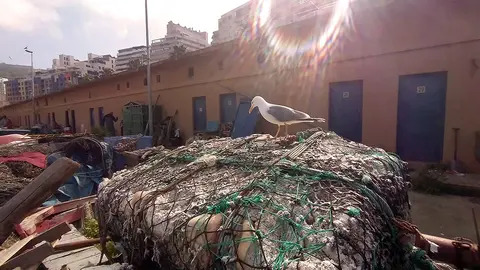 Gviota puerto pesquero pesca redes