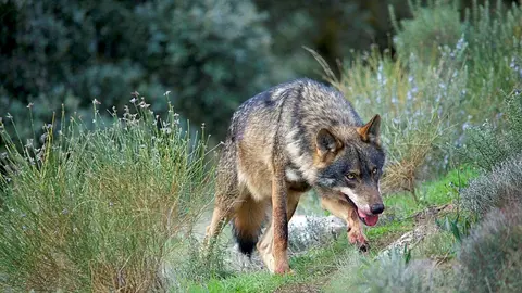 lobo