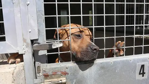 Un perro, enjaulado