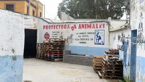 protectora animales