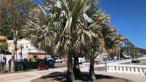 Paseo mar&iacute;timo Ben&iacute;tez