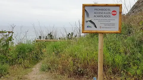 gaviota audouin sarchal
