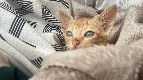 Gato en adopci&oacute;n