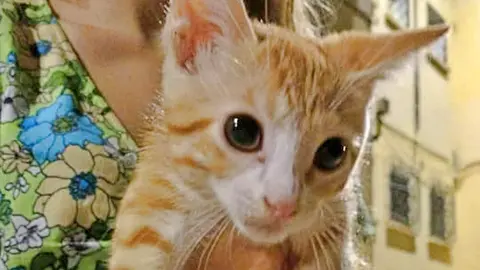 gato cachorro