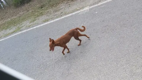 perro salvaje