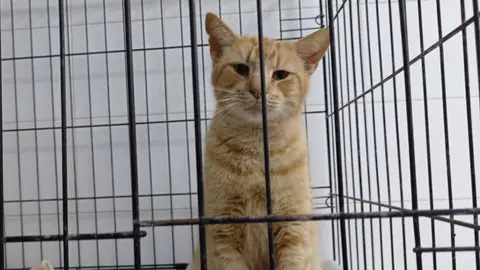 gato ilias ene22