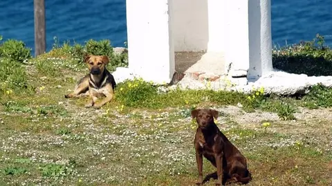 Perros silvestres