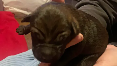cachorro abandonado marzo2022