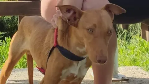 podenco abandonado