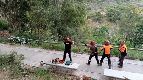 trabajos_forestales_Obimasa_5