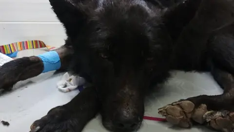 perro rescatado monte tortuga