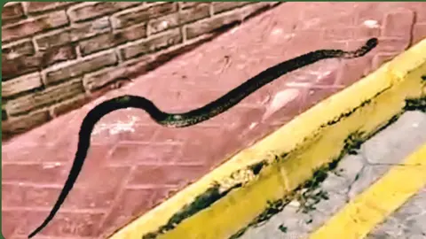 serpiente en valle almazan