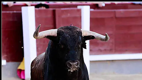 Toro de lidia / Imagen de archivo