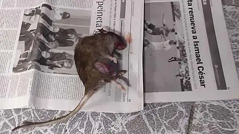 Una rata en un domicilio de San Amaro
