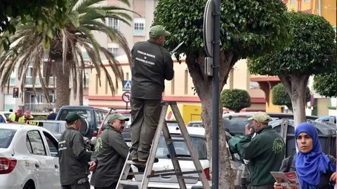  Operarios de las Brigadas Verdes (C.A./ARCHIVO) 