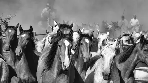 Una de las fotograf&iacute;as de la exposici&oacute;n 'Crines de Do&ntilde;ana'