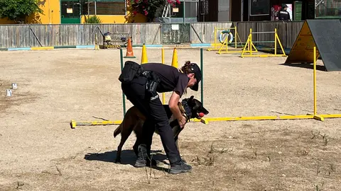Los perros del Cuerpo Nacional de Polic&iacute;a, L&uacute;a, Bruno, Babos y Avispa, muestran sus habilidades en una exhibici&oacute;n.