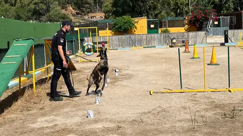 Los perros del Cuerpo Nacional de Polic&iacute;a, L&uacute;a, Bruno, Babos y Avispa, muestran sus habilidades en una exhibici&oacute;n.
