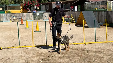 Los perros del Cuerpo Nacional de Polic&iacute;a, L&uacute;a, Bruno, Babos y Avispa, muestran sus habilidades en una exhibici&oacute;n.